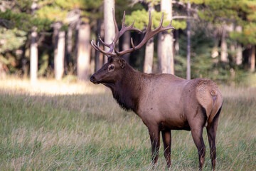 An elk in Canada