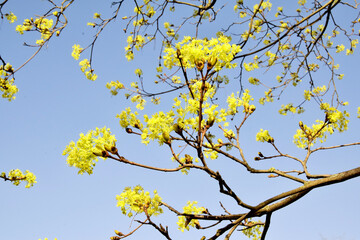 Willow - buds close up. young leaves on the tree in early spring