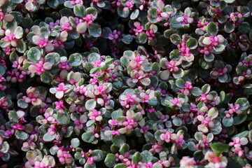 Pink flowers for background. The tree is densely blossoming. Bougainvillea.