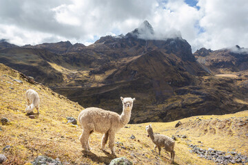 Fototapeta premium Alpaca