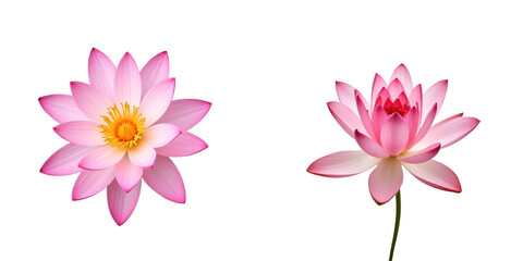 Fototapeta premium Elegant duo of pink water lilies on a transparent background, showcasing intricate petals and a vibrant yellow center, highlighting their natural beauty and delicate details.