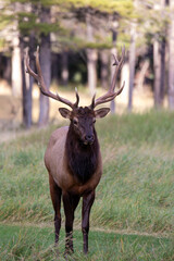An elk in Canada