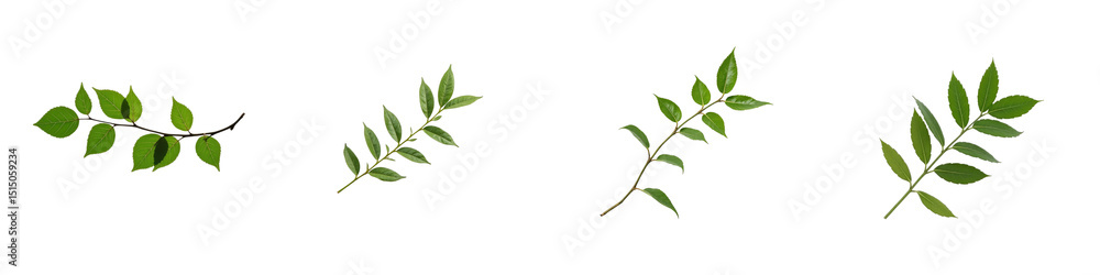 Poster collection of transparent green leaves including various shapes and sizes on a dark background ideal
