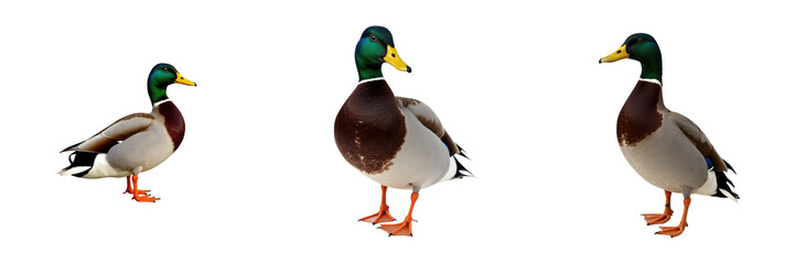 A trio of mallard ducks displayed from different angles showcasing vibrant green heads, distinct brown and white plumage, and bright orange feet against a transparent background.