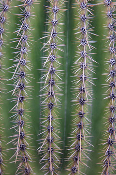 Cactus Photos Images  Browse 166,173 Stock Photos, Vectors, and Video |  Adobe Stock