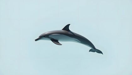 A solitary dolphin glides effortlessly through pristine, transparent water