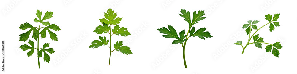 Poster collection of fresh green herb leaves on transparent background displaying various shapes and sizes 