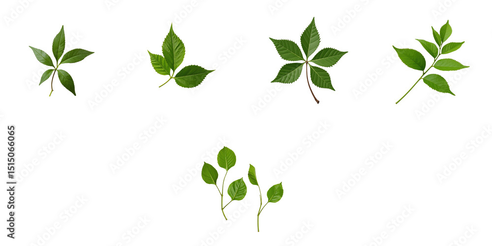 Poster collection of various green leaves with distinct shapes and sizes on a transparent background, displ