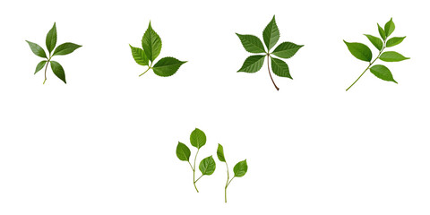 Collection of Various Green Leaves with Distinct Shapes and Sizes on a transparent Background, Displaying Detailed Textures and Vibrant Colors for Natural Design Elements