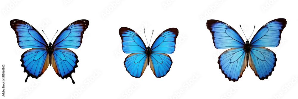 Poster colorful blue butterflies with detailed wings displayed on a transparent background in a collection 