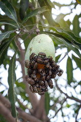 Protaetia niveoguttata. A swarm of Yellow–spotted flower beetles are eating ripe mangoes on tree and mating.