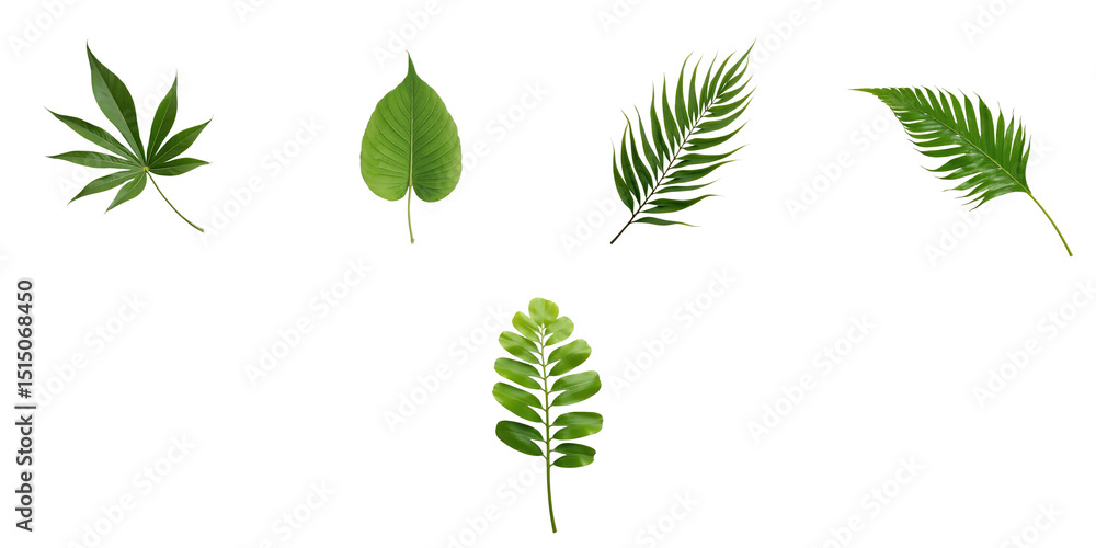 Poster assorted green leaves collection on transparent background featuring distinct shapes and textures fo