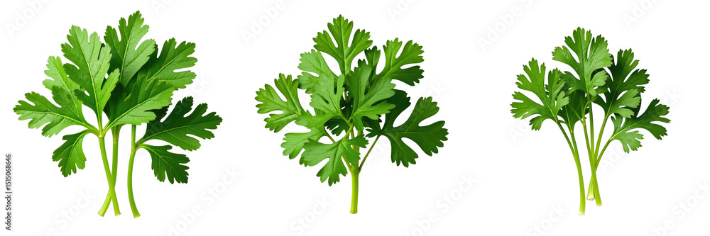 Aufkleber three varieties of fresh green cilantro leaves displayed on a transparent background highlighting di