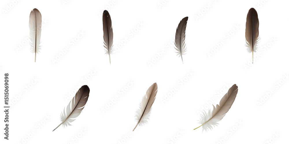 Poster collection of eight elegant feathers in various shades on a transparent background featuring intrica