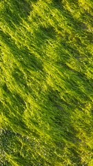 A vibrant close-up of green seaweed and seagrass, showcasing the natural velvet texture of marine flora. Perfect for environmental themes, ocean conservation, and nature-inspired designs