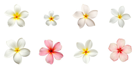 Obraz premium Collection of Plumeria Flowers in Various Sizes and Colors Displayed on a transparent Background, Featuring White, Pink, and Blush Variants with Distinctive Yellow Centers