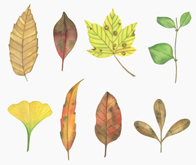 Obraz premium Watercolor Autumn Leaves Collection. Isolated on White Background for Seasonal Design