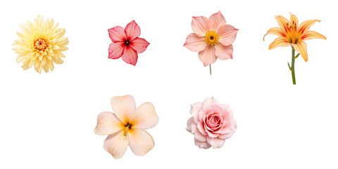 Collection of Colorful Flowers on transparent Background Featuring Yellow, Pink, and Orange Blooms with Unique Petal Shapes and Varied Foliage for Floral Design and Decoration Use