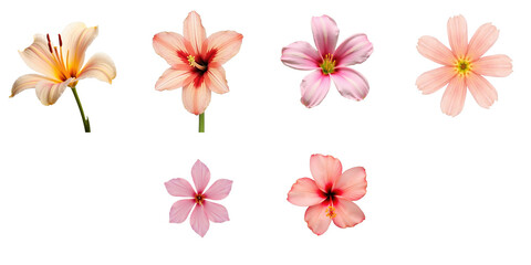 Fototapeta premium Collection of Six Beautiful Flowers in Various Colors and Shapes with Transparent Background, Showcasing Petals in Soft Shades of Pink, Peach, and White Perfect for Decorative Use