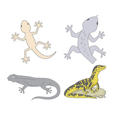 vector hand drawing of types of lizards - lizard gecko lizard lizard