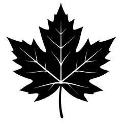 norway maple leaf vector illustration