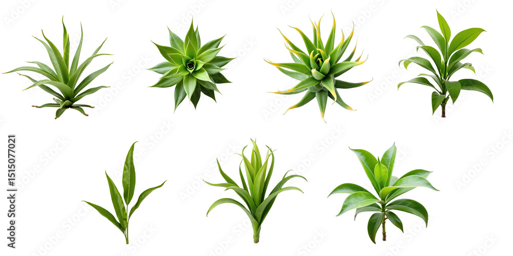 Poster collection of various realistic green plants on a transparent background featuring distinctive leaf 