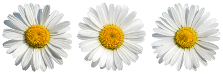 Three daisy flowers with white petals and yellow centers isolated on transparent background