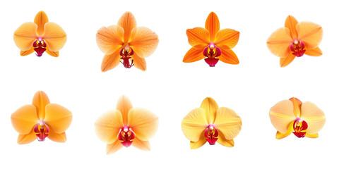 Fototapeta premium Collection of Vibrant Orange Orchids on transparent Background Featuring Various Angles and Petal Shapes Showcasing Natural Beauty and Elegance of Flower Arrangement