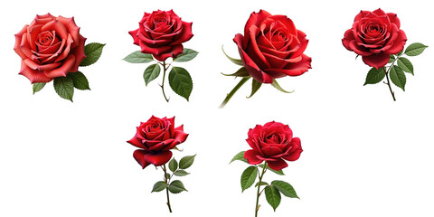 Collection of six stunning red roses with lush green leaves, showcasing various angles and bloom stages, all presented on a striking transparent background for a dramatic effect.