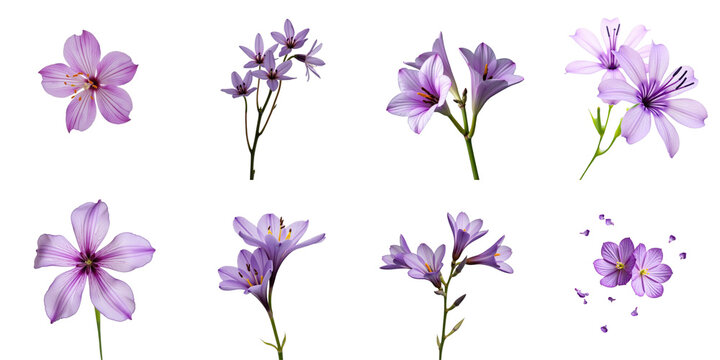 Collection of Delicate Purple Flowers on transparent Background Featuring Various Blooms and Petals in Different Arrangements and Sizes Ideal for Graphic Design or Decorative Use
