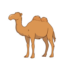 Camel Illustration