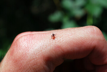 small ixodid tick on a man's hand in a summer forest