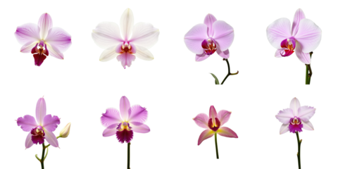 Collection of Eight Stunning Orchid Flowers in Various Shades of Pink, Featuring Intricate Petal Patterns and a Dark Background for Visual Contrast