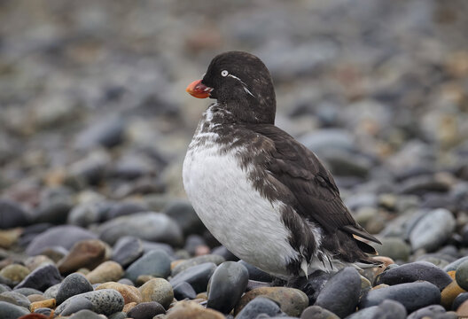 Parakeet auklet or Aethia psittacula. A small seabird from the purebred family, living in the North Pacific Ocean. Nests on islands located away from Alaska and Kamchatka