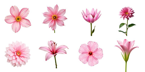 Fototapeta premium Collection of Various Pink Flowers Showcasing Unique Petal Patterns and Shapes Against a transparent Background Including Lilies, Dahlias, and Lotus Blossoms