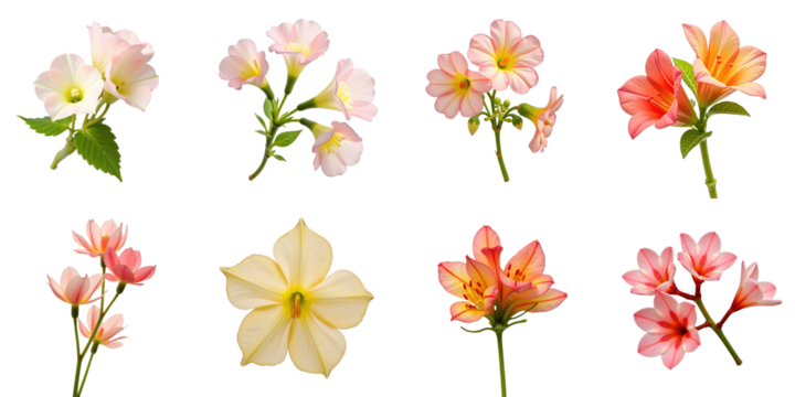 Colorful Flower Collection of Various Species Showcasing Delicate Petals and Green Leaves on transparent Background with Eight Distinct Floral Arrangements in Soft Pink and Yellow Tones