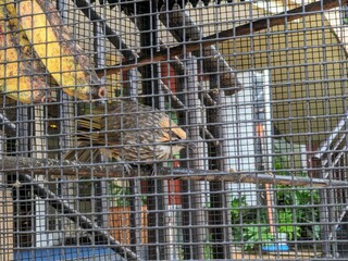 A small bird perches inside a metal cage with ripe bananas hanging, captured in a domestic or urban setting with visible background structure.