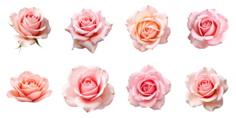 Collection of Eight Beautiful Pink Roses on a transparent Background Showcasing Varied Petal Arrangements and Soft Color Gradations Ideal for Floral Designs and Decorations