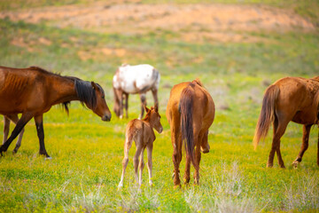 A herd of horses graze in the meadow in summer, eat grass, walk and frolic. Pregnant horses and foals, livestock breeding concept.