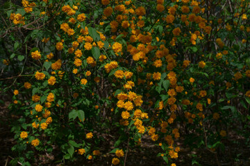 Kerria japonica bush with vibrant mood showcasing yellow double flowers against natural outdoor background, no person