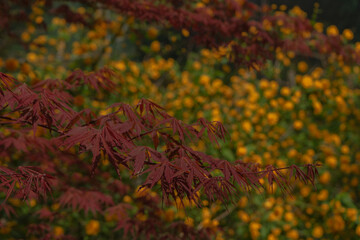 Japanese maple branch with red leaves, calm mood, spring foliage, against blurred yellow kerria flowers, Seoul, South Korea