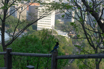 Single magpie with peaceful mood perched on wooden fence overlooking Seoul, South Korea, Namsan Mountain, with cityscape background