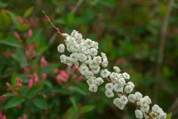 Bridal Wreath Spirea branch with delicate mood displaying white blossoms against a blurred garden background, Seoul, South Korea, Namsan Mountain