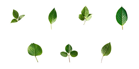 Fototapeta premium Variety of Green Leaves Isolated on transparent Background Featuring Different Shapes and Sizes for Creative Design Use