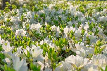White azalea flowers blooming in sunlight, spring garden scene, Seoul, South Korea, Namsan Mountain