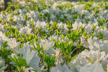 Azalea flowers in bright sunlight representing spring blooming against a lush green background, Seoul, South Korea, Namsan Mountain
