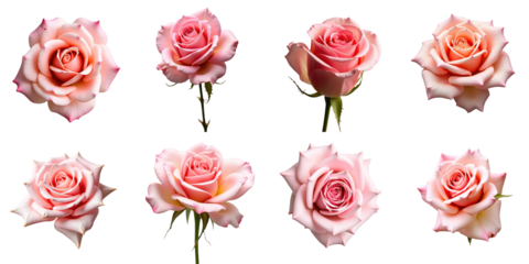 Collection of Eight Beautiful Pink Roses on transparent Background Featuring Various Angles and Petal Textures Ideal for Floral Design and Graphic Use