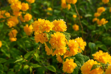 Kerria japonica in vibrant yellow bloom, symbolizing spring renewal, against lush green foliage background, Seoul, South Korea, Namsan Mountain