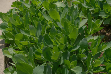 Sedum spectabile in vibrant green, healthy growth, garden bed background, Seoul, South Korea