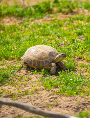 Turtle in the steppe of Kazakhstan. Turtle in the grass.